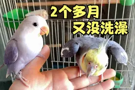 两个多月没洗澡的玄凤鹦鹉“嘟嘟”，还在耍帅