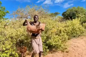 原始游猎部落哈扎比，养一群猎犬叱咤山林，不用自己动