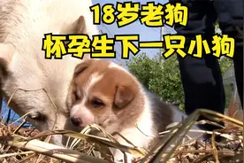 18岁老狗老来得子，生下一只小奶狗，可狗主人却直呼不可能！视频封面