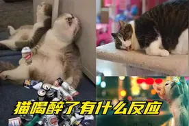 猫咪喝醉酒了会有什么反应？结尾那只猫咪的反应绝了