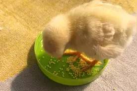 小鸡吃小米，没有小鸡能抵抗小米的诱惑