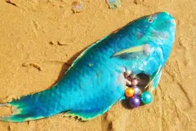 我看到蓝色的鱼腹很奇怪，打开后，我发现了蓝色的珍珠！