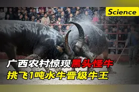 广西农村惊现黑头怪牛，性情暴烈见牛就顶，挑飞2000斤水牛成牛王