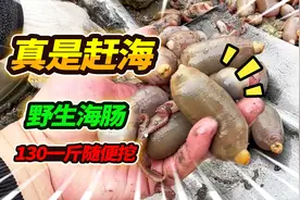 130块钱一斤的野生海肠，今天无意中实现了自由，赶海就这么简单视频封面
