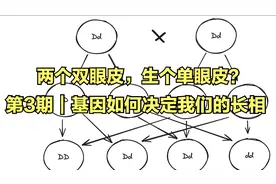 第3期｜两个双眼皮，生个单眼皮？基因如何决定我们的长相视频封面