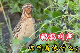 鹌鹑叫声，也总学人们讲话，你听着像什么？