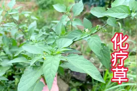注意！“黑天天”这植物，就是大名鼎鼎的龙葵，含碱毒素，认识下视频封面