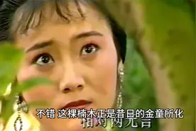 金童玉女被王母贬落凡间化作两颗哑木，却阴差阳错在县衙相见视频封面