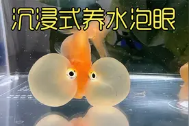 沉浸式养金鱼，养了四个月水泡眼金鱼的水泡破裂了，还能救活吗？