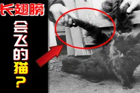 『翼猫』一百年前曾存在会飞的猫？长着翅膀的天使猫是真的吗？视频封面