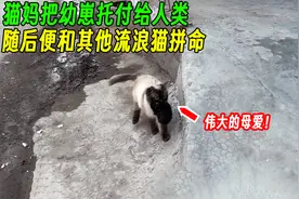猫妈把幼崽托付给人类后，便和其他流浪猫拼命，真是伟大的母爱！