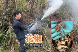 烟枪加“花椒”驱鼠，鼠跑出来那一刻场面瞬间失控，太狡猾了