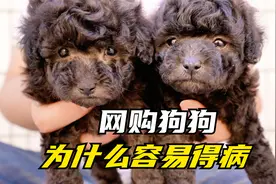 小伙不做狗贩了开始养狗，给大家揭秘网购狗狗为什么容易得病