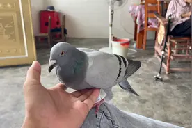 家里飞进一只鸽子，飞到我身上赶都赶不走