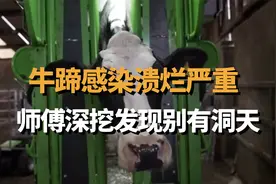 牛蹄感染溃烂严重，师傅深挖发现别有洞天，连续上了3次药才好转