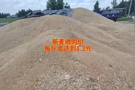 好消息，今年新麦收购价，有可能达到1.3元每斤