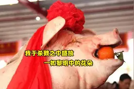 民俗趣话：劁猪。为何所有猪都必须要阉？可不是因为“骚”视频封面