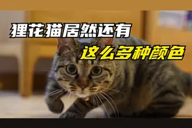 狸花猫居然还有这么多种颜色