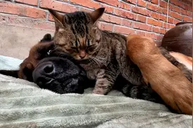 狗子生无可恋，被狸花猫天天缠着，雄鹰一样的德牧被猫制服了视频封面