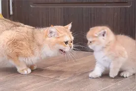 猫妈生气冲小奶猫发火，奶猫的表情太逗了视频封面