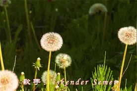 维吾尔族流行歌曲《Ayrilish Minutliri》同学离别，触动心灵时光