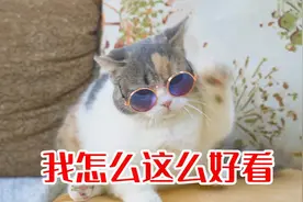 猫咪跳《我怎么这么好看》舞蹈，全程踩点，太魔性了！视频封面