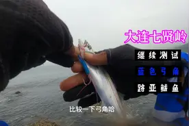 大连七贤岭试试蓝色弓角路亚鲅鱼
