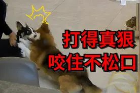 拿个外卖的间隙，狗子连续干了两架，多大仇恨打这么狠视频封面