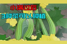 小满过后，这3种菜可以种植了，耐旱耐涝，7月收获，不要错过视频封面