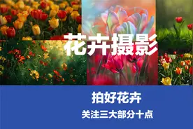 花卉摄影想要出片，三大部分十点建议，请大家观看与收藏