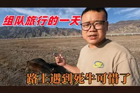 自驾新疆车子出现故障10元搞定，路上遇到死牛一头，价值一万可惜视频封面