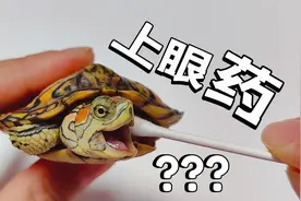 一期视频讲透，龟龟眼部问题如何上药！视频封面