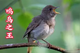 15分钟夜莺叫声，这叫声迷醉动人，堪称鸣鸟之王，快收藏起来！