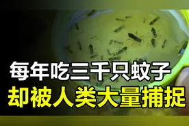 每年吃掉三千只蚊子，8年才能长大，却被人类作为美食大量捕捉视频封面