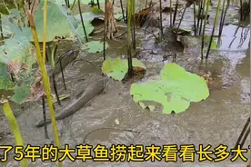 阿文养了5年的大草鱼,今天终于捞起来卖了,看看到底长多大了