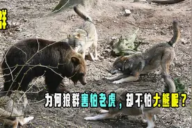 熊的体型比老虎还大，为何狼群害怕老虎，却不怕大熊呢？