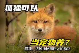 狐狸当宠物养可以吗？狐狸，野生生命的魅力与挑战视频封面