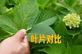 土绣球叶片与无尽夏1-5代对比，看看都有哪些区别？