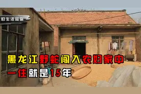 黑龙江野蛇闯入农妇家，在此筑巢下蛋，与人共同生活15年视频封面