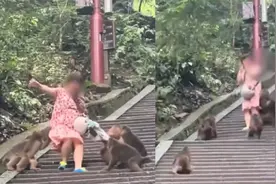 女子被峨眉山猴群围攻后紧张大叫，游客结伴上前解围，景区回应视频封面
