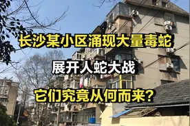 长沙某小区涌现大量毒蛇，展开人蛇大战，它们究竟从何而来？视频封面