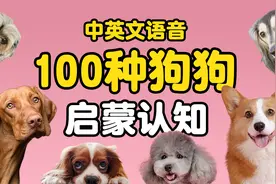 宝宝启蒙认知🐕认识100种可爱狗狗视频🐕‍🦺萌犬🐩中英文发音视频封面
