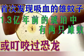 原来蚊子已存在1.3亿年，科学家发现迄今最古老蚊子，雌雄都吸血视频封面