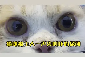 猫咪被主人一声尖叫吓得尿闭，只能去宠物医院进行导尿，太可怜了