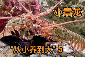 在鱼缸里饲养小青龙，5个月时间它们学会开贝壳了！视频封面