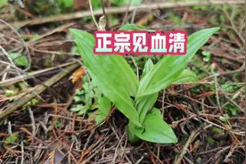 终于找到见血清！药用价值高，生长环境独特，民间懂的人都在找它