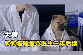 狗狗被绝育，骂了宠物医生三年，这个事后续来了！视频封面
