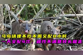 马岛缟狸不吃不喝交配8小时，一天交配4次，雌性不满意转头就走视频封面