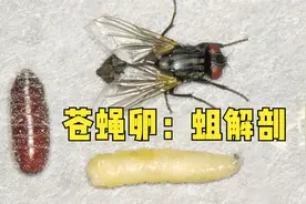 手把手教你如何解剖蛆，赶快叫你的好友来学