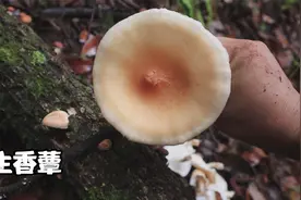 云南山里的采野香菇，炒上一盘盖饭很过瘾